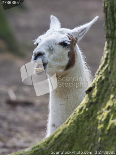 Image of Lama with dark nature background