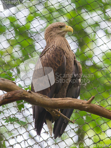 Image of White tailed Eagle