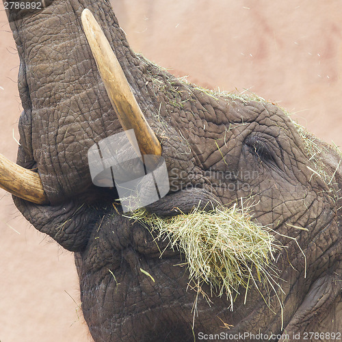 Image of Elephant eating grass 