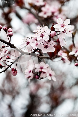 Image of spring blossoms 