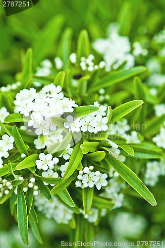 Image of blossoming tree brunch 