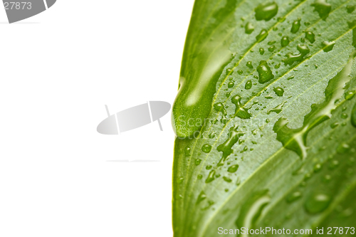 Image of water droplets on leaf