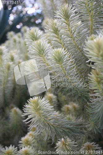 Image of Feathery soft Flannel Bush Phylica plumosa
