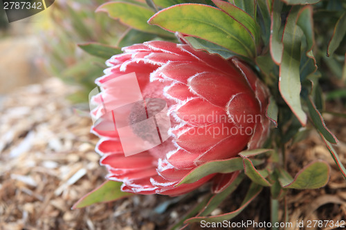 Image of Protea Sugarbush flowering in the garden