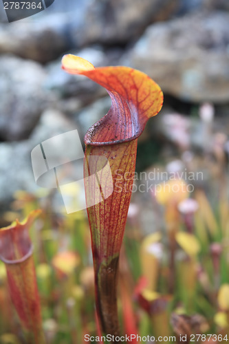 Image of Trumpet: Pitcher Sarracenia Leucophylla Red