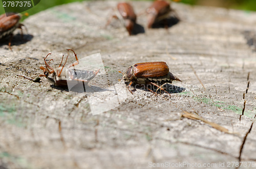 Image of cracked stump edge crawling beetles spread wings 