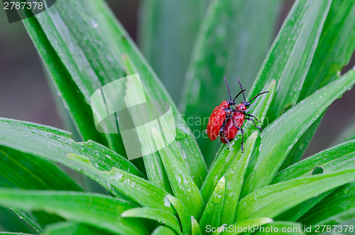 Image of scarlet lily bettles mating on dewy plant leaves 