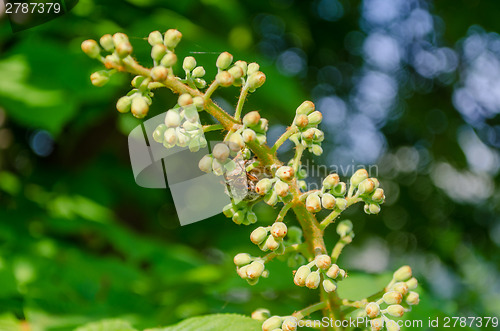 Image of green spring chestnut inflorescence with buds  