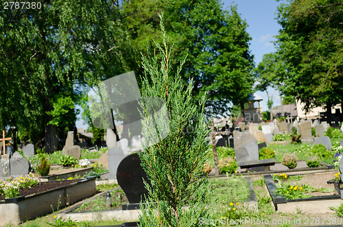 Image of coniferous bush blur cross and graves in cemetery 