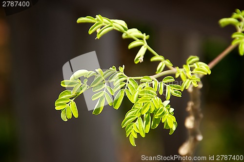 Image of small moringa leaves growing