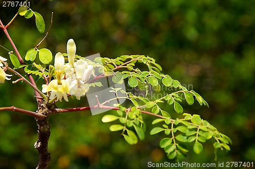 Image of young moringa tree with leaves and flowers