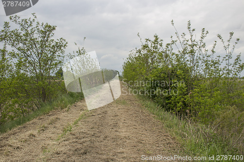 Image of Walking on dry grass on the embankment of the senio river