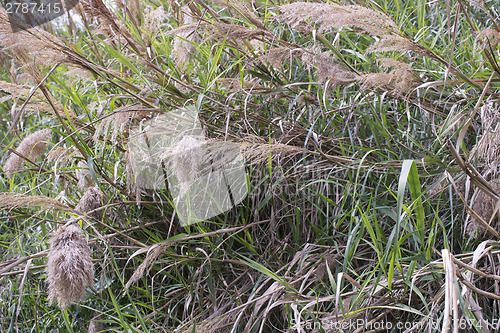 Image of Giant canes on weeds background