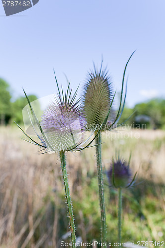 Image of Thistle