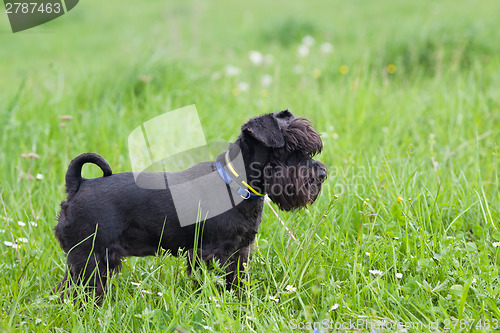 Image of Miniature black schnauzer