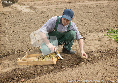 Image of Happy farmer manually put the potatoes in the furrow