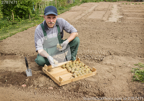 Image of Happy farmer is preparing to plant potatoes