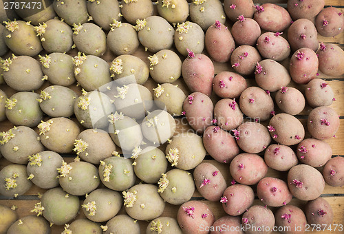 Image of Red and yellow sprouted potatoes in a box