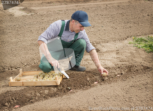 Image of Happy farmer manually put the potatoes