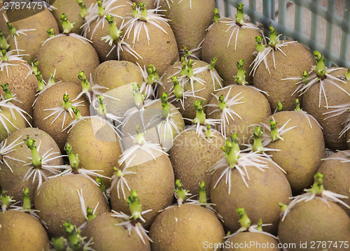 Image of Many germinated potato in a box