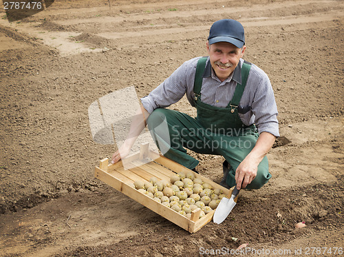 Image of Happy farmer planting potatoes