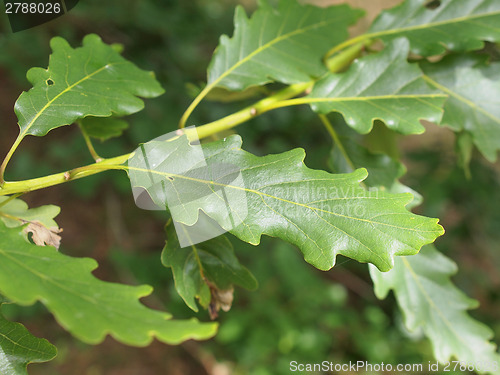 Image of Oak tree leaf