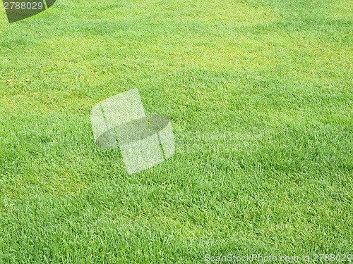 Image of Meadow grass