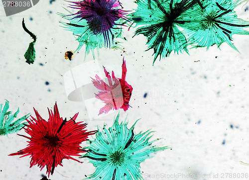 Image of Apple micrograph
