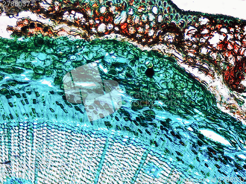 Image of Pine Wood micrograph