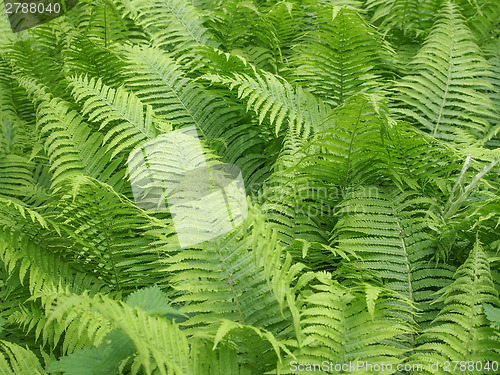 Image of Ferns leaves