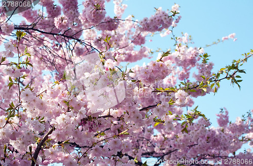 Image of spring blossom tree