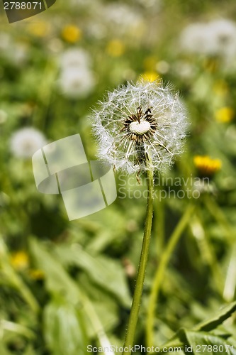 Image of Dandelion head with seeds on the meadow