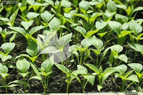 Image of Bell pepper seedlings before planting in soil