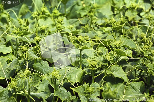 Image of Rapidly growing cucumber seedlings