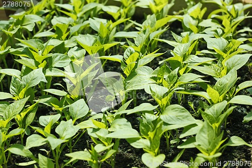 Image of Sweet pepper seedling rows before planting