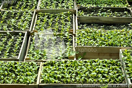 Image of Sweet pepper seedlings sown in the wooden boxes