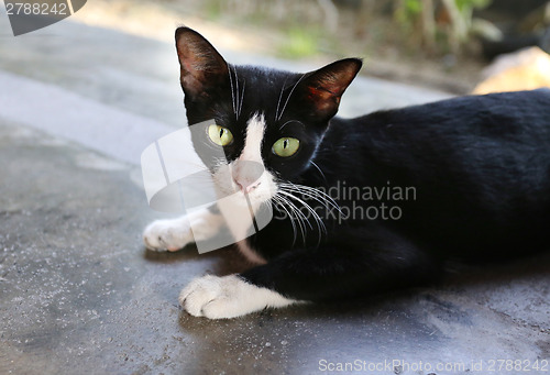 Image of black cat