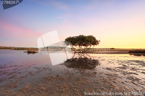 Image of Lone Mangrove Tree