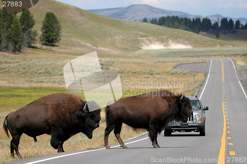 Image of bison crossing the road in yellowstone