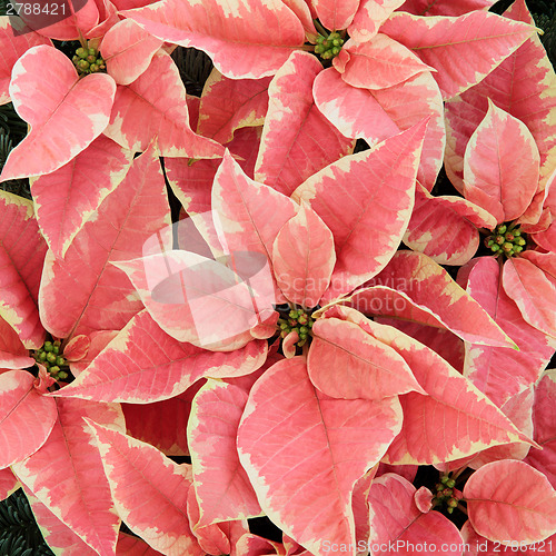 Image of Pink Poinsettia Flowers