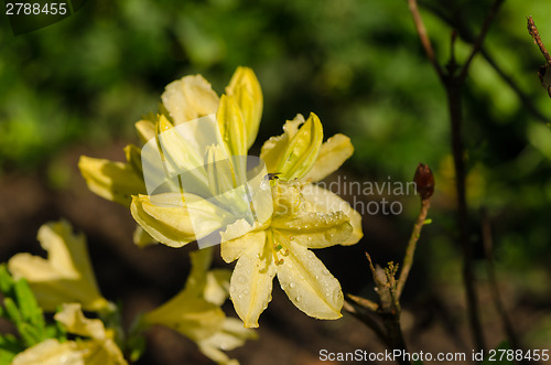 Image of bright yellow big magnolia blossom on backyard  