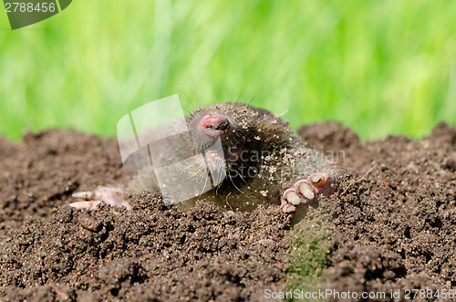 Image of Mole head in soil. 