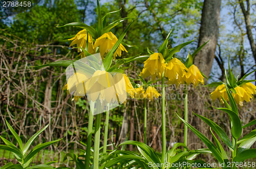 Image of Fritillaria imperialis in spring garden  