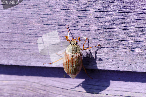 Image of dor chafer bug crawls on wooden purple surface 