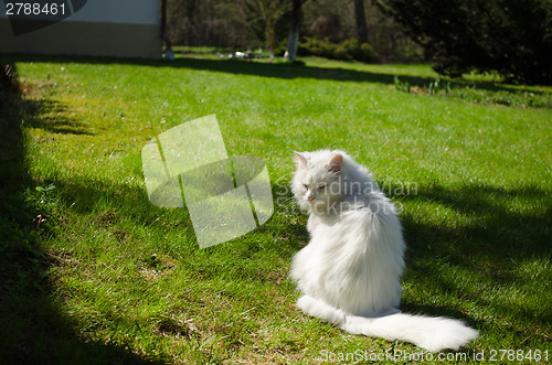 Image of white long hair cat sits in the meadow  