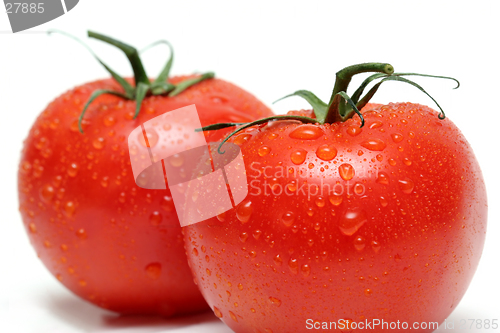 Image of two vine tomatos macro