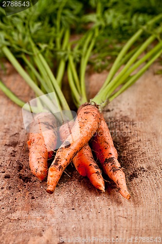 Image of fresh carrots bunch 