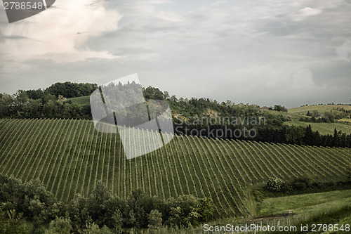 Image of Emilia Romagna vines hills