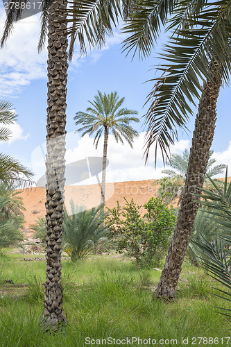 Image of Oasis Al Haway Oman