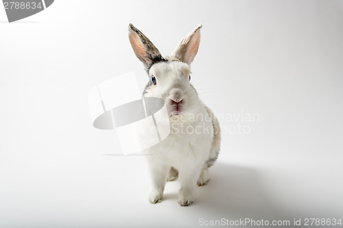 Image of Rabbit on white